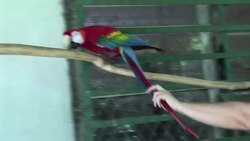 VOICED: Casamentero de aves en extincion News Clip