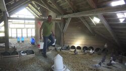 Austria's first and only pigeon farm News Clip