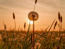 T/L White dandelions at sunrise Stock Footage