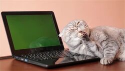 The cat lies near the laptop and washes his face. Stock Footage