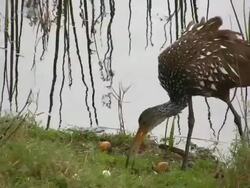 Limpkin Eating a Snail, Close Up Stock Footage