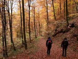 WS Two women hiker walking through autumn forest  / Kastel-Staadt, Rhineland-Palatinate, Germany Stock Footage