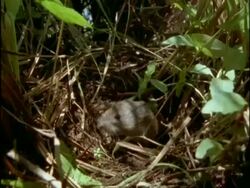 MCU Vole appearing from nest, USA Stock Footage