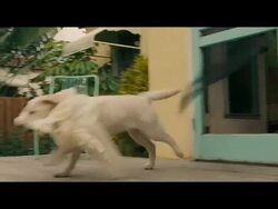 EVENT CAPSULE REPORTER/CHYRON: Marley And Me UK Premiere 03/02/2009 Stock Footage