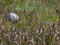 Nestbuilding Sandhill Cranes Stock Footage