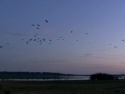 European Cranes (Grus grus) in flight over wetland, North East Extremadura in Dehesa. Stock Footage
