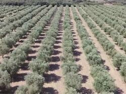 Olive trees and Alpilles mountains Stock Footage