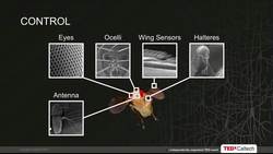 Michael Dickinson: How a fly flies Instructional Video