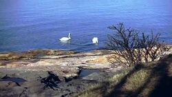 Two white swans in the blue sea Stock Footage