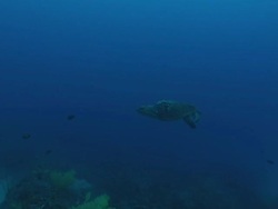 WS POV Shot of Loggerhead turtle swimming over reef scattered with branched black coral and various fish swimming / Matola, Maputo, Mozambique Stock Footage