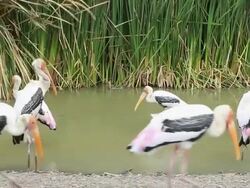 Painted Stork bird Stock Footage