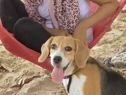 Young Girl playing with her dog Stock Footage