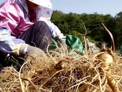  MS SLO MO Farmers harvesting Ginseng at plantation / Geumsan, Chungcheongnamdo, South Korea Stock Footage