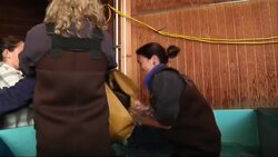 Recovering Sea Turtles Flown from Seattle to San Diego News Clip