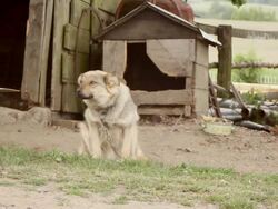Poland: Working farmyard dog on leash and Kennal  Stock Footage