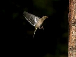 Common Chaffinch, fringilla coelebs, Female flying to Tree Trunk and Flying back, Slow motion Stock Footage