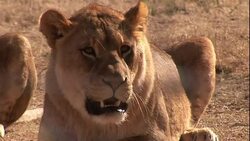 A lioness rests on the dry savanna. Stock Footage