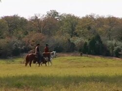 Two Texas Cowboys Herding Cattle Stock Footage