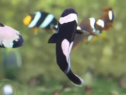 Clownfiish Stock Footage