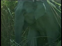 CU Indian Elephant walking out of long grass, India Stock Footage