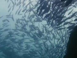 Shoal of Jacks Stock Footage