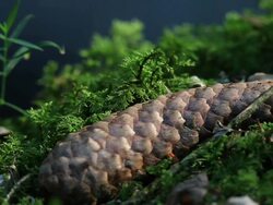 HD Conifer cone close-up (loopable) Stock Footage