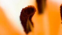 Stamens of Orange lily. Stock Footage