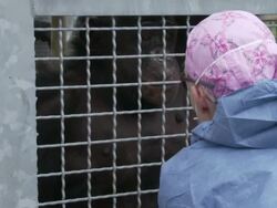 Caregiver and chimp interact Stock Footage