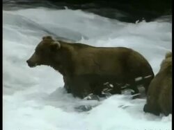 MS Brown Bears, Ursus arctos, in white water, Arctic Circle Stock Footage