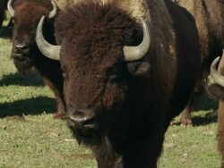 Head on view, several Large American Bison or buffalo walk toward camera. Stock Footage