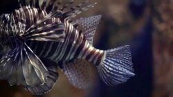Lion fish close up Stock Footage