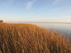 St. Marks National Wildlife Refuge Stock Footage