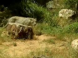 Leopard Stock Footage
