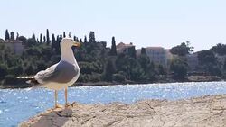 Close up from a gull flying away Stock Footage