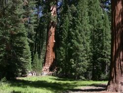 General Sherman Tree with Tourists Stock Footage