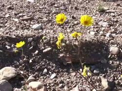 Death Valley Spring Stock Footage