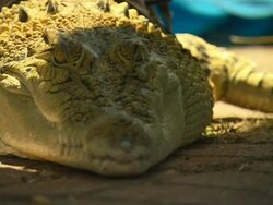 Crocodile in shade, Australia Stock Footage