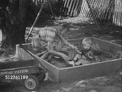 1953: ONE YEAR OLD: Baby boy outside sitting, playing in muddy sand box, Radio Flyer wagon FG. Mother trying to convince child it's time to go in. [SOT Dr. Spock saying...firmness can be friendly, will fuss less if mother knows own mind]... Instructional Video