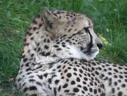 Cheetah (HD) Stock Footage