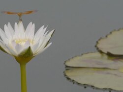 White waterlily Stock Footage