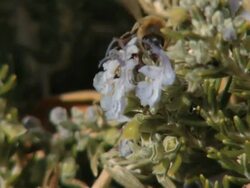 Honey Bee Stock Footage