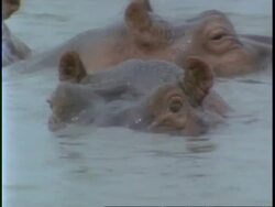 CU group of Hippopotamus, Hippopotamus amphibius, in water up to eye level, Uganda, Africa Stock Footage