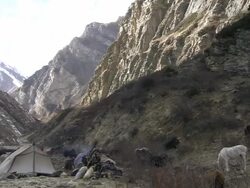 WS TD Several yak at camp / Himalayas, Upper Dolpo, Nepal    Stock Footage