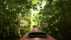 Kayaking in the Cacao Lagoon Stock Footage