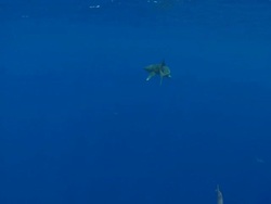 MS TS Oceanic whitetip shark / Hawaii, United States Stock Footage