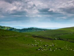 TIME LAPSE: Flock of Sheep Stock Footage