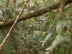 Walking under a fall ken branch in the rainforest, Ecuador Stock Footage