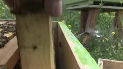 VOICED : Greek bees holding their own News Clip