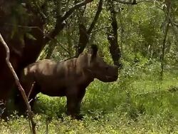 WS View of mother and baby rhino approach / Save Valley, Southern Zimbabwe, Zimbabwe Stock Footage