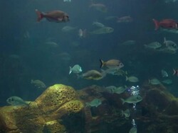 fish in the bottom of sea Stock Footage